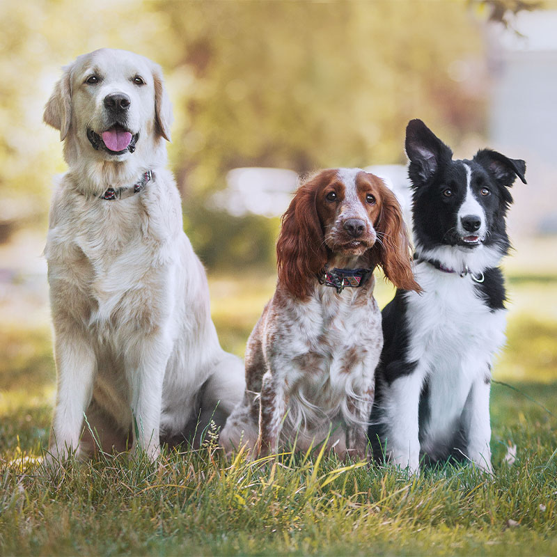 dogs in a field facing camera